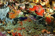 Panulirus versicolor-Au large Batuata Island-32m-20180603-Denis-ADER-DSC_3660_tn